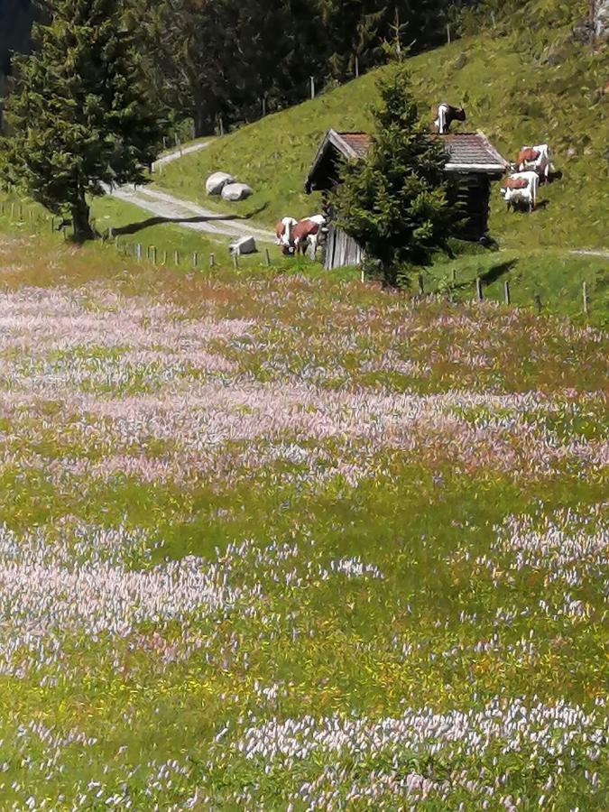 Haus Jessica Incl National Park Sommercard Mittersill Zewnętrze zdjęcie